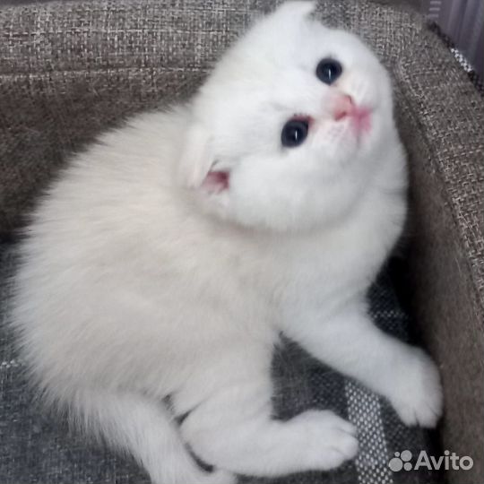 Шотландская