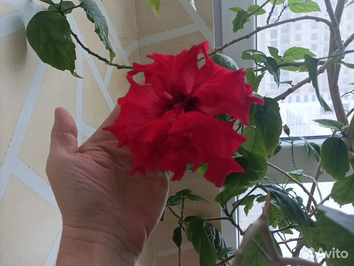 Китайская роза махровая