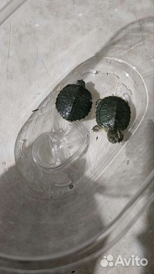 Красноухая черепаха