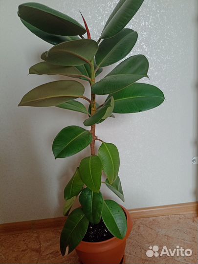 Фикус каучуконосный большой