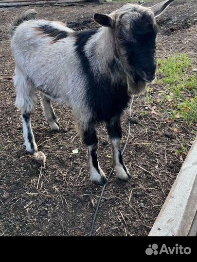 Продам козлика