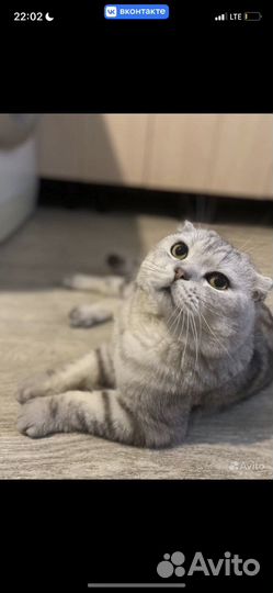 Кошка