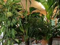 Большие комнатные растения, крупномеры 1,1-3,2м