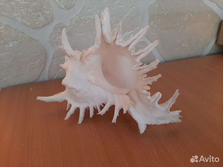 Ракушка Мюрекс