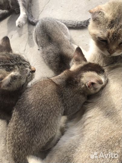 Шотландская