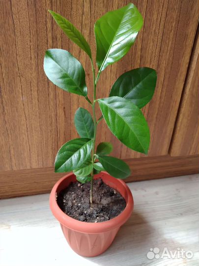 Лимон из косточки