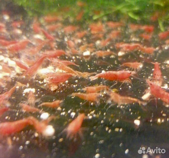 Пресноводные Креветки и Раки и Крабы