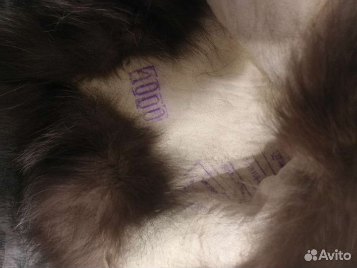 Мех чернобурки