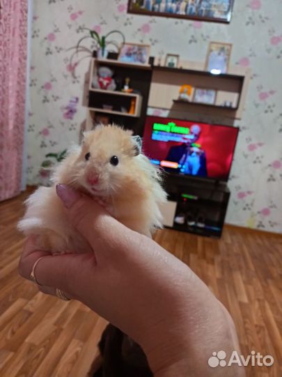 Сирийский хомяк