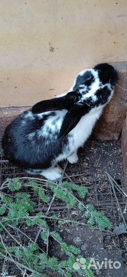 Самцы,самки и крольчата