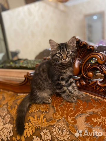 Кошка и коты