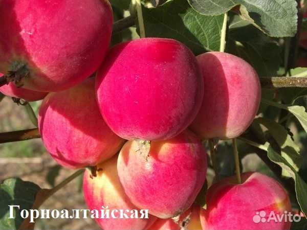 Яблоня в ассортименте