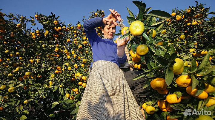 Разнорабочий с проживанием и питанием сбор яблок