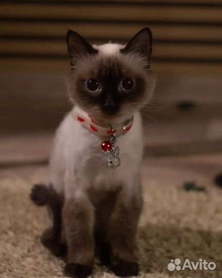 Кот в добрые ручки