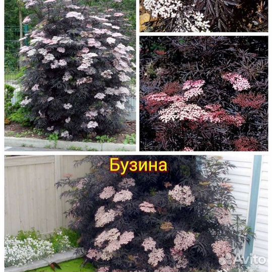 Декоративные кустарники,хвойные