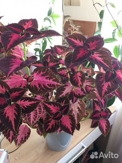 Комнатные цветы