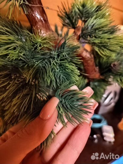 Бонсай сосна новое большое