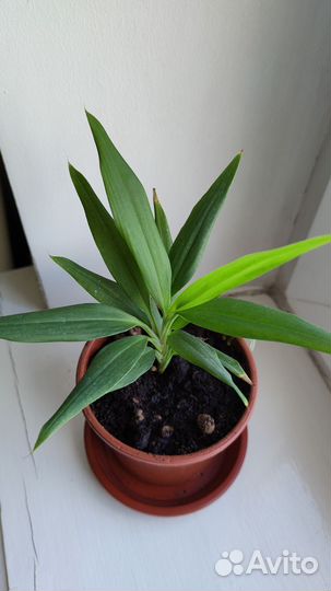 Пальма драцена