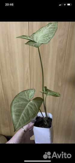 Сингониум и хлорофитум