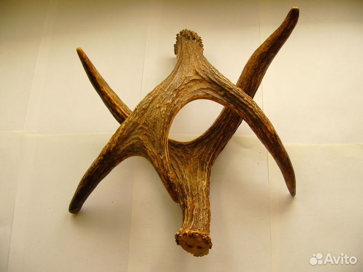 Рога лосиные