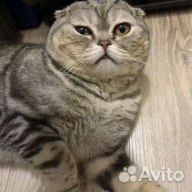 Все породы кошек в Алматы - вислоухие