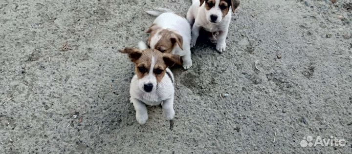 Щенки джек рассел терьер