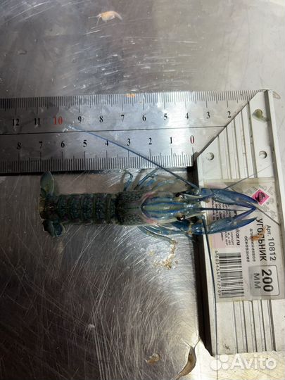 Малек австралийского рака