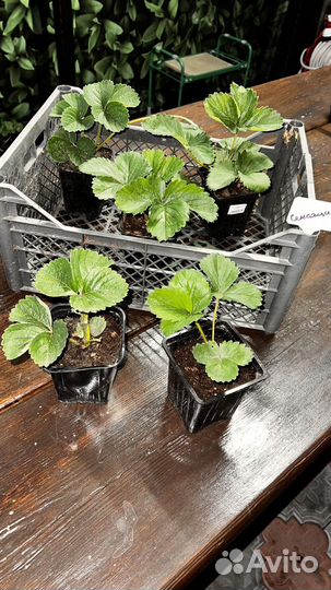 Земляника клубника в горшке