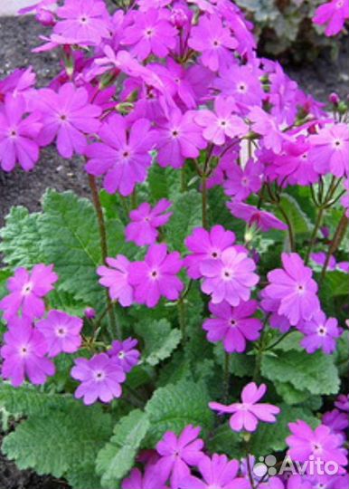 Многолетники