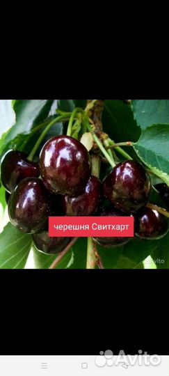 Саженцы черешни