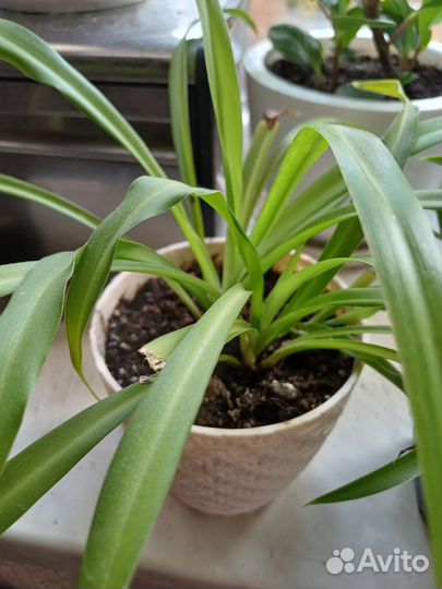 Хлорофитум