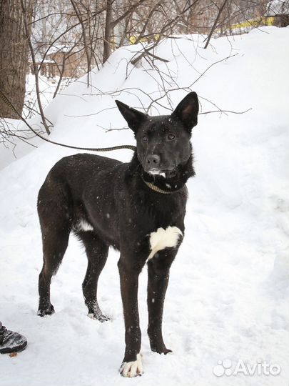 Отдам в добрые руки