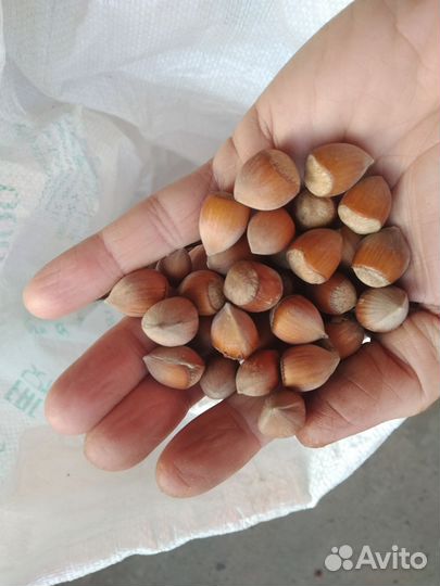 Продаю орех фундук