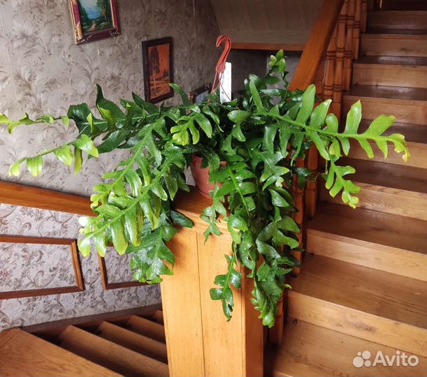 Эпифиллум марниера