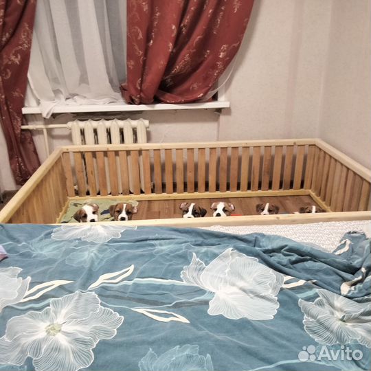 Щенки джек Рассел терьер гладкошерстный