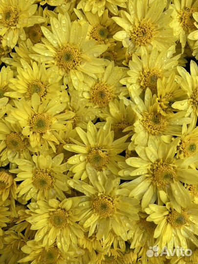 Хризантема шаровидная саженцы