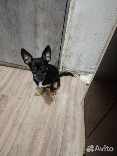 Мини той-терьер