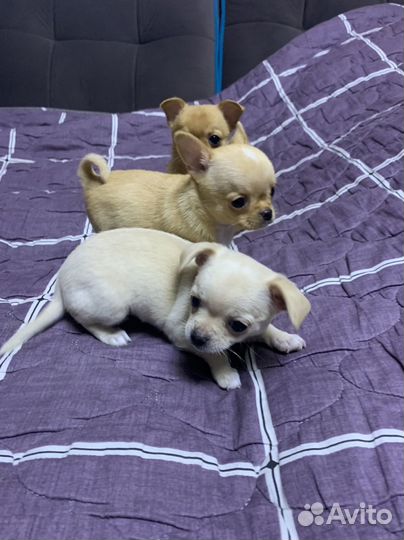 Щенки чихуахуа