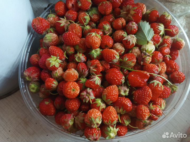 Клубника дикая