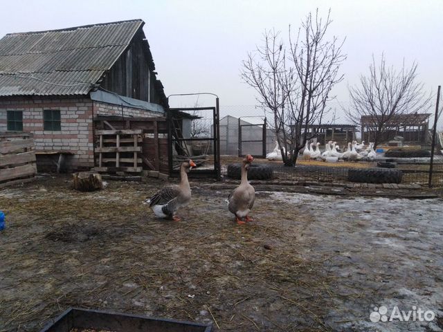 голуби бакинцы шейки. белоспинный дятел кронштадт. бакинские шейки бойные голуби. птица борисоглебск. белоспинный дятел.