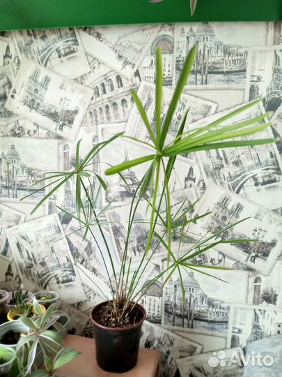 Рео полосатый, традесканция, аглаонема, циперус