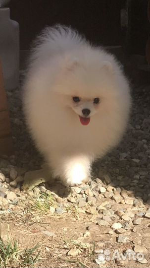 Щенки померанского шпица