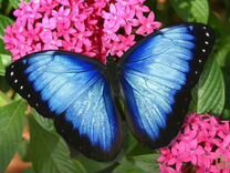 Живые Тропические Бабочки Подари Частичку Лета