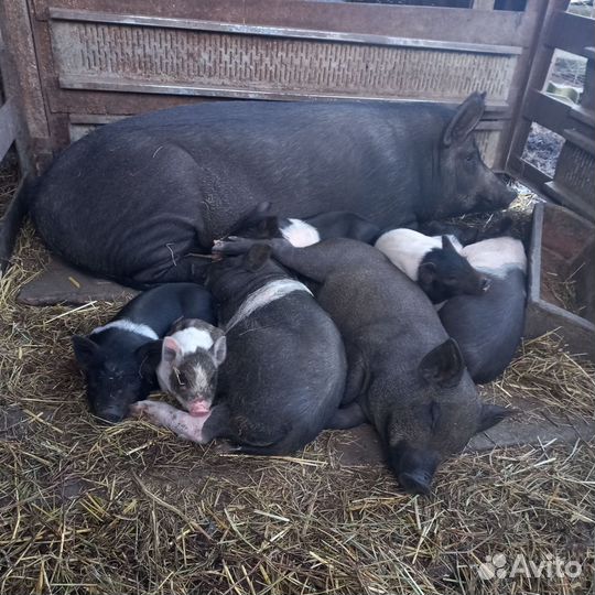 Поросята
