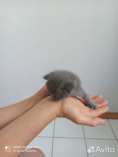 Вислоухий котёнок в добрые руки