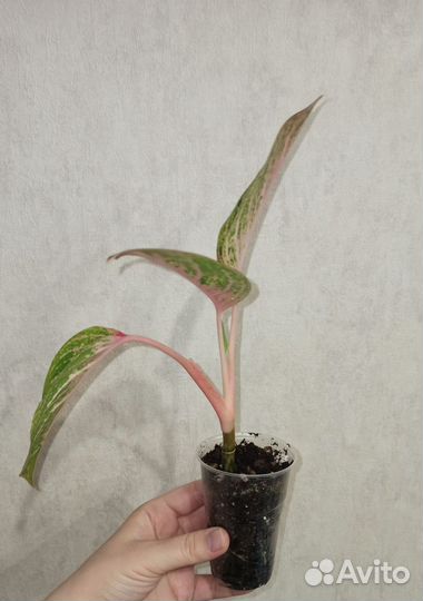 Аглаонема Роуз Нерф