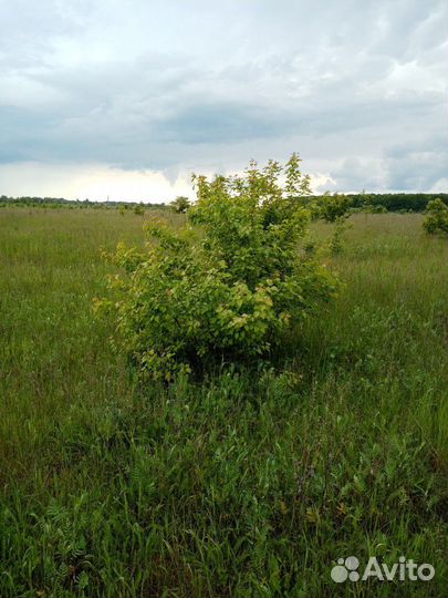 Клен татарский (гиннал)