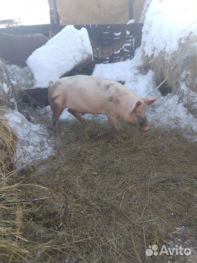 Продам хряка