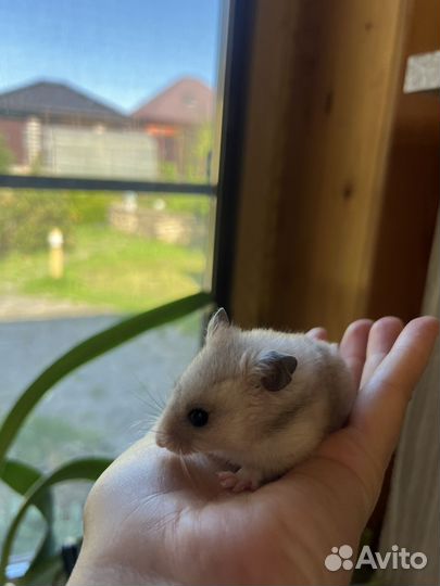 Сирийский хомяк с клеткой