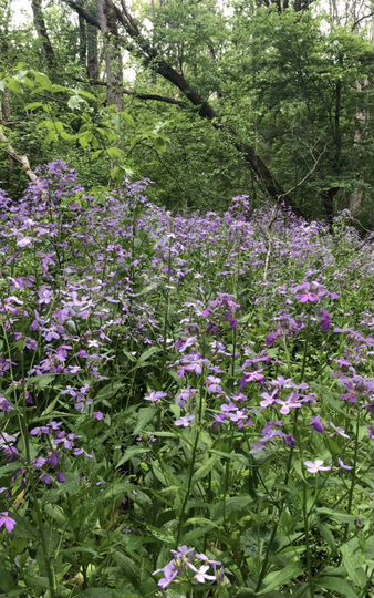 Участок 14,5 га (СНТ, ДНП)